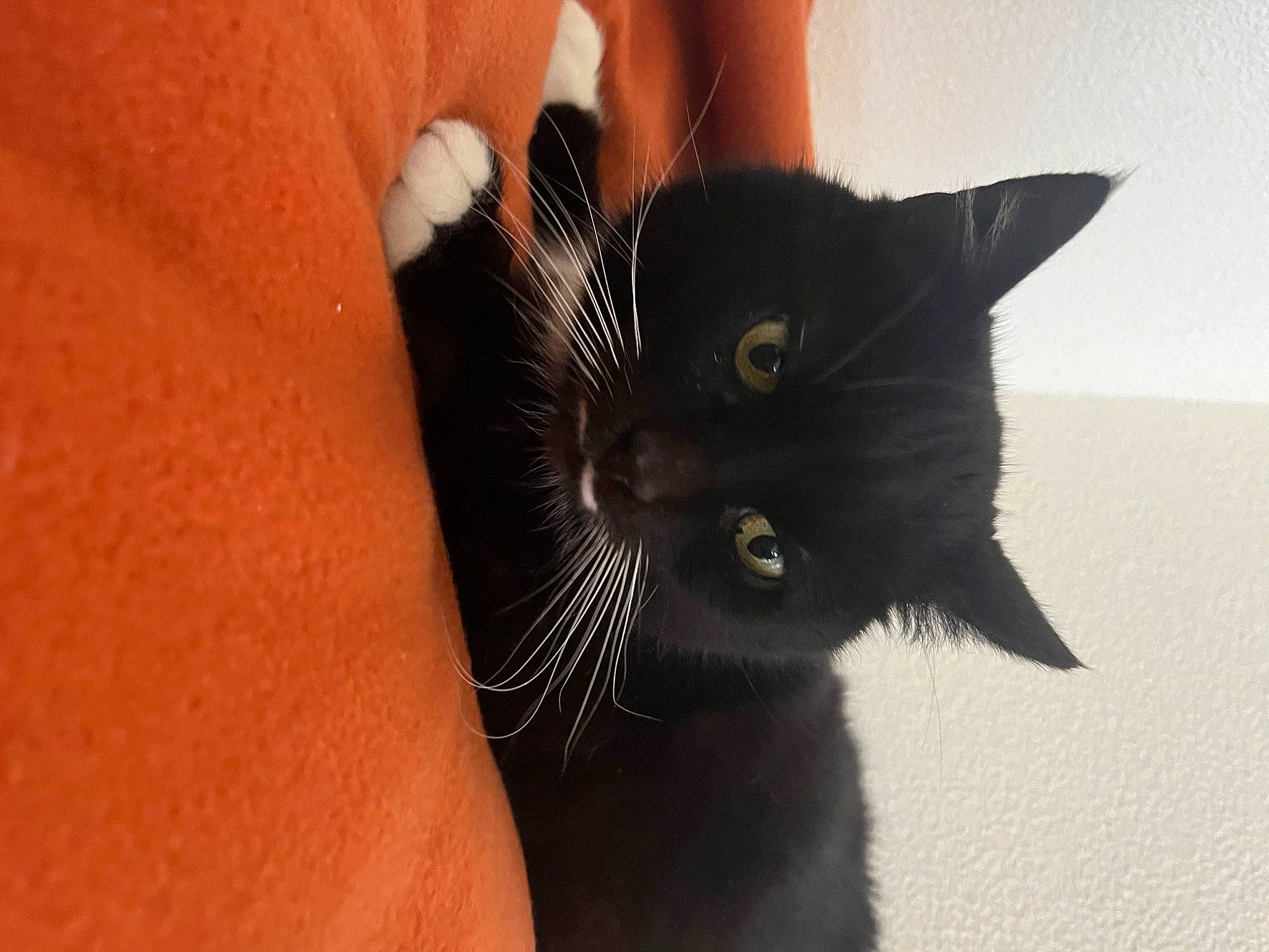 Aramis participe au concours pour gagner de l'argent avec cette photo : black_cat, carnivore, cat, claw, domestic_short_haired_cat, elbow, eyelash, felidae, finger, fur, gesture, nail, plant, small_to_medium_sized_cats, snout, tail, thumb, whiskers, window, wrist