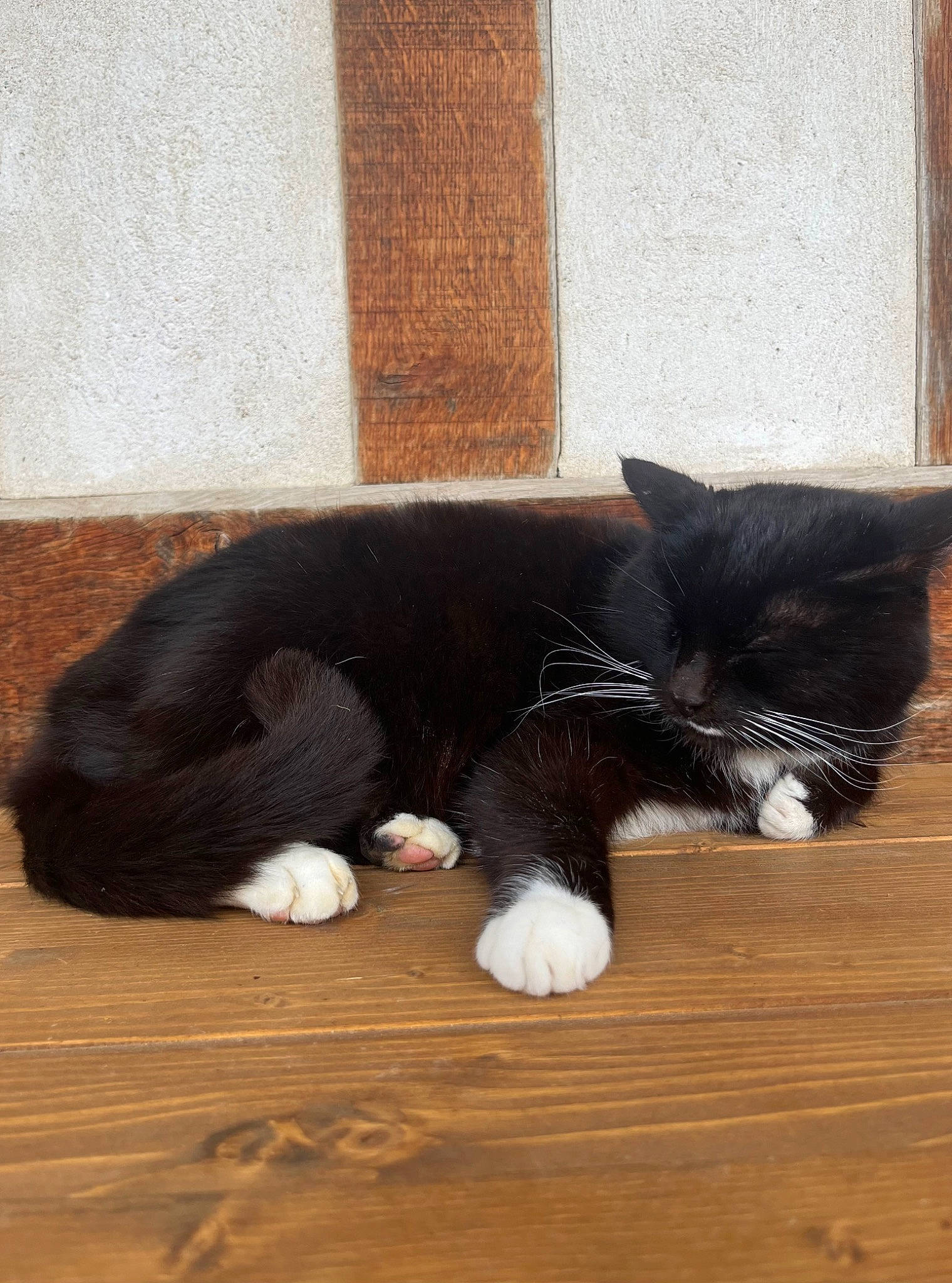 Aramis a rejoint le concours — aidez-le/la à gagner de superbes lots ! carnivore, cat, comfort, dog_breed, domestic_short_haired_cat, fawn, felidae, floor, flooring, foot, fur, grey, hardwood, paw, small_to_medium_sized_cats, snout, tail, whiskers, window, wood