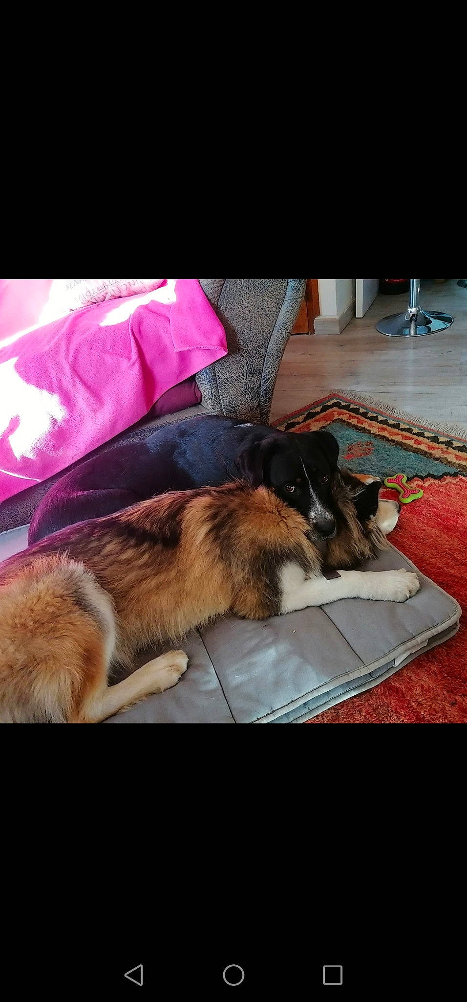 Billy a rejoint le concours — aidez-le/la à gagner de superbes lots ! canidae, carnivore, comfort, companion_dog, dog, dog_breed, dog_supply, fawn, flooring, fur, linens, metal, nap, pet_supply, rectangle, snout, sporting_group, square, tail