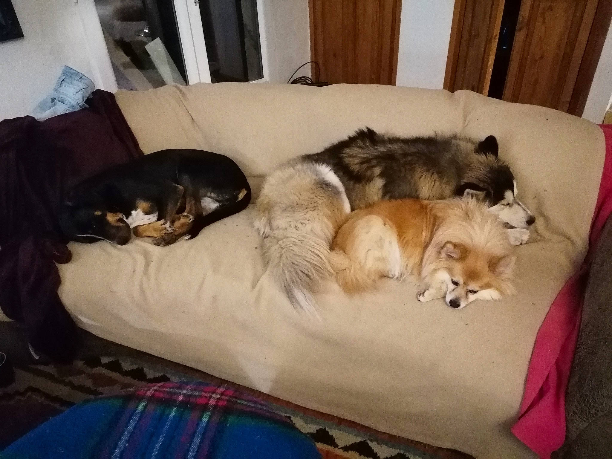 Billy a rejoint le concours — aidez-le/la à gagner de superbes lots ! carnivore, comfort, companion_dog, couch, dog, dog_breed, fawn, felidae, fur, linens, living_room, pattern, picture_frame, plaid, room, small_to_medium_sized_cats, sporting_group, tail, tartan, whiskers