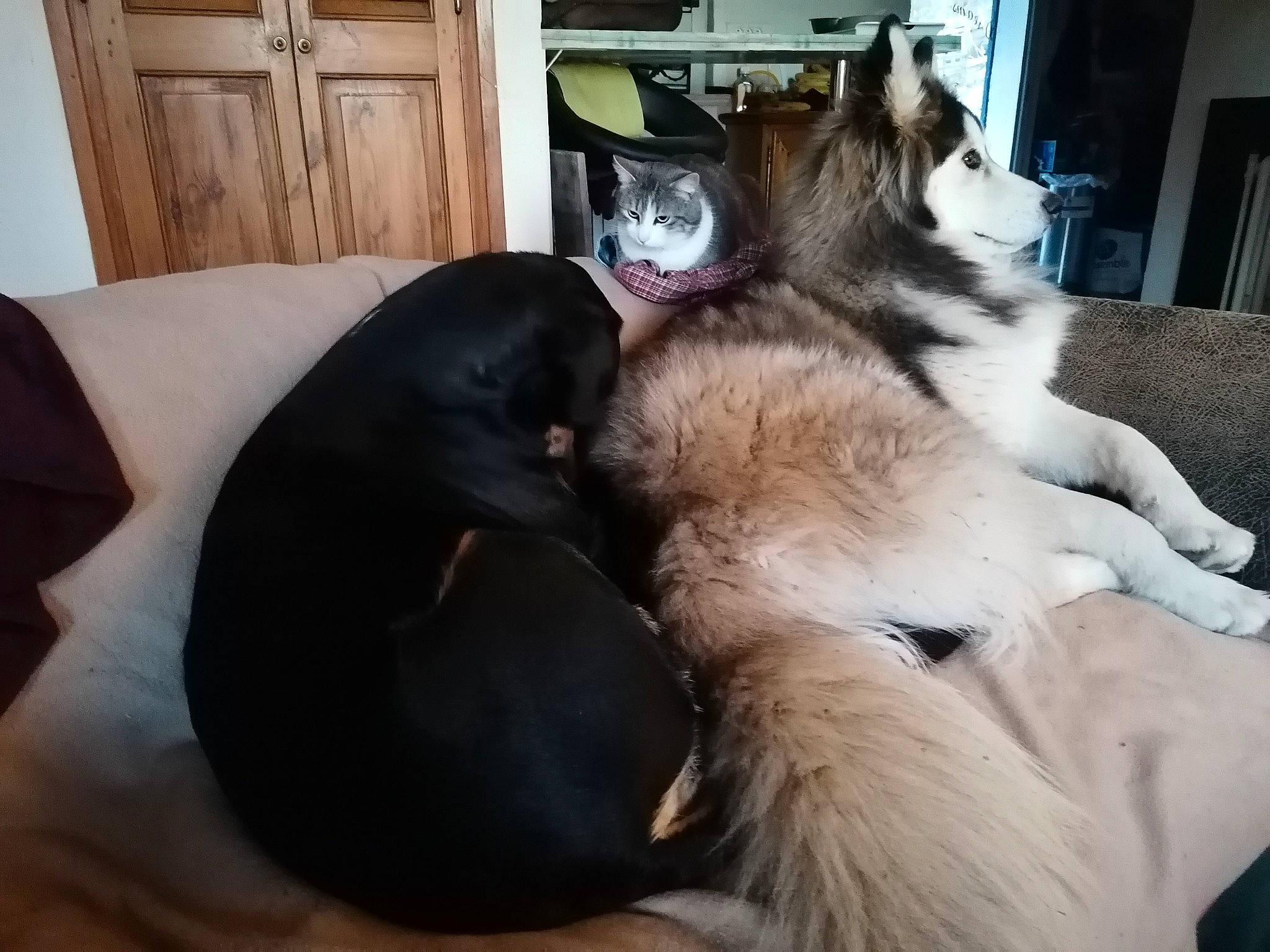 Billy a rejoint le concours — aidez-le/la à gagner de superbes lots ! carnivore, comfort, companion_dog, dog, dog_breed, door, fawn, felidae, fur, giant_dog_breed, guard_dog, hardwood, mammal, paw, small_to_medium_sized_cats, snout, tail, whiskers, wood, working_animal