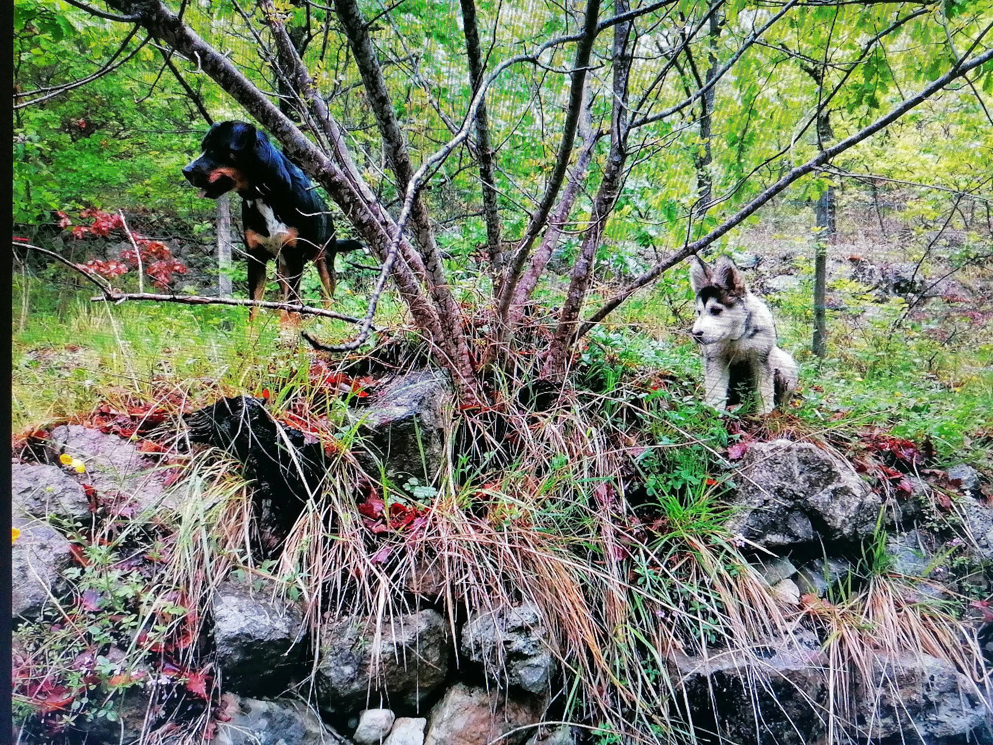 Billy a rejoint le concours — aidez-le/la à gagner de superbes lots ! biome, branch, forest, grass, groundcover, jungle, landscape, natural_landscape, people_in_nature, plant, plant_community, recreation, shrub, soil, temperate_broadleaf_and_mixed_forest, terrestrial_plant, tree, trunk, wilderness, woodland