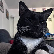 Max joined the competition — help win amazing prizes! cat, tuxedo_cat, black_cat, white_chest, whiskers, close_up, indoor, couch, furniture, photoframes, lamp, relaxed, pet, animal, domestic_cat, fur, portrait, living_room, cozy, resting