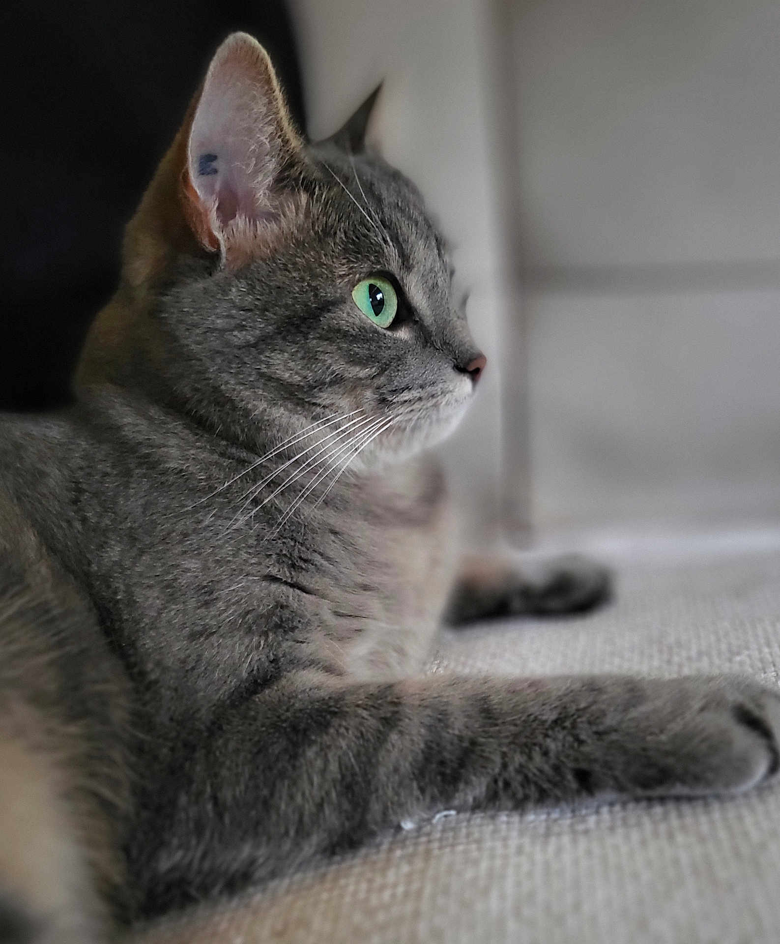 Yuna a rejoint le concours — aidez-le/la à gagner de superbes lots ! cat, grey_cat, tabby, green_eyes, whiskers, fur, pet, animal, indoor, relaxed, closeup, portrait, resting, side_profile, feline, soft_light, texture, focus, calm, cozy