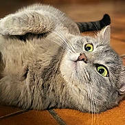 Yuna a rejoint le concours — aidez-le/la à gagner de superbes lots ! cat, tabby, gray_cat, green_eyes, lying_down, floor, tile_floor, whiskers, pet, domestic_cat, cute, feline, indoor, relaxed, resting, fur, animal, playful, close_up, portrait