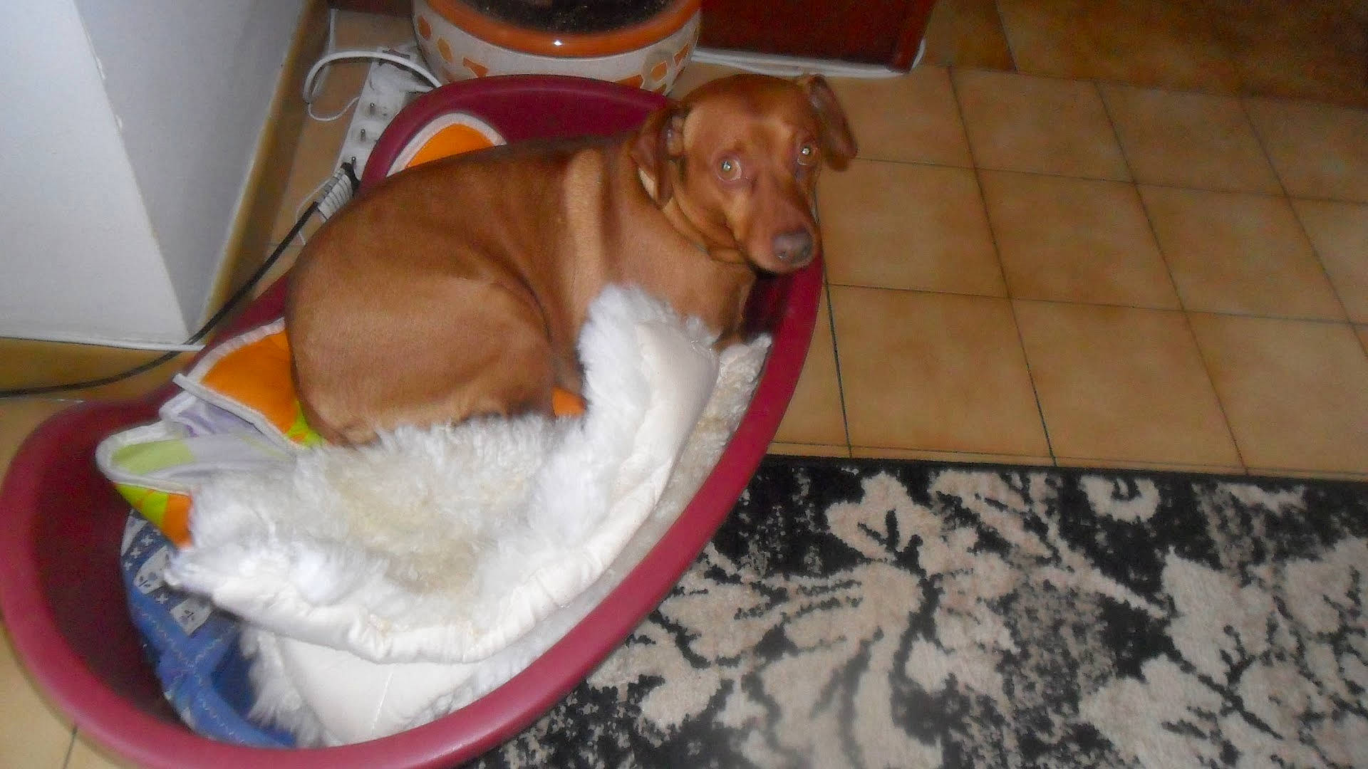 Dixy participe au concours pour gagner de l'argent avec cette photo : canidae, carnivore, cat_supply, comfort, companion_dog, dog, dog_bed, dog_breed, dog_supply, fawn, flooring, gun_dog, hardwood, liver, pet_supply, sporting_group, tableware, tile_flooring, wood, working_animal