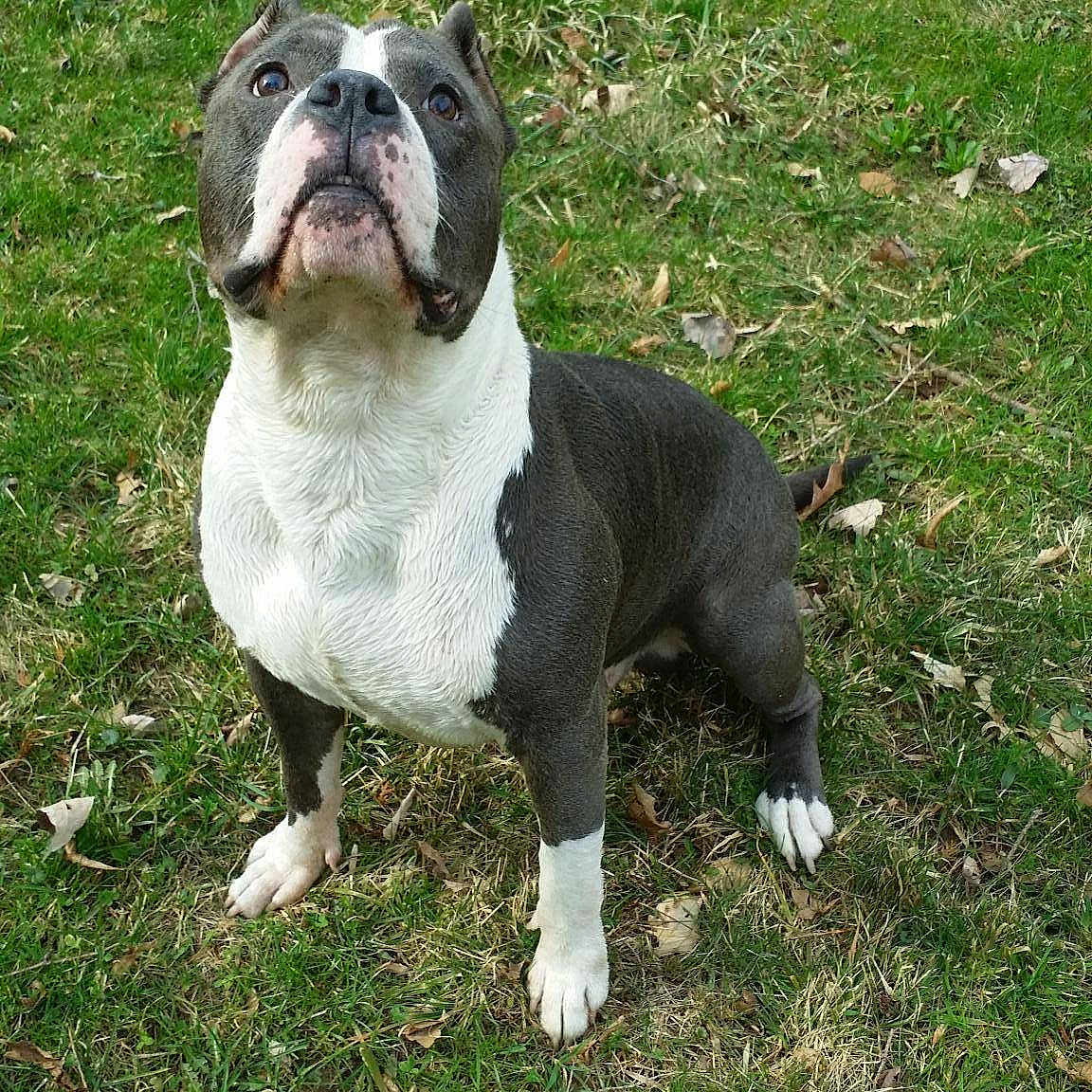 Cicaro