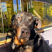 Sam participe au concours pour gagner de l'argent avec cette photo : airedale, animal, aquarium, canine, dog, fish, germanshepherd, greatdane, hound, indoors, labradorretriever, outdoors, pet, policedog, pool, puppy, sealife, snout, terrier, water