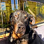 airedale, animal, aquarium, canine, dog, fish, germanshepherd, greatdane, hound, indoors, labradorretriever, outdoors, pet, policedog, pool, puppy, sealife, snout, terrier, water