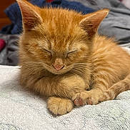 Sammy is registered to the contest to win money with this photo: animal, blanket, cat, closeup, cozy, cute, feline, fur, indoor, kitten, mammal, orange_cat, paw, pet, relaxing, resting, sleeping, soft, whiskers, young