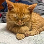 animal, blanket, cat, closeup, cozy, cute, feline, fur, indoor, kitten, mammal, orange_cat, paw, pet, relaxing, resting, sleeping, soft, whiskers, young