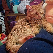 Archie is registered to the contest to win money with this photo: animal, blanket, cat, comfort, cozy, cute, domestic, fur, furniture, home, indoor, lap, orange_cat, pet, plush_toys, relaxation, resting, sleeping, sock, stuffed_animals