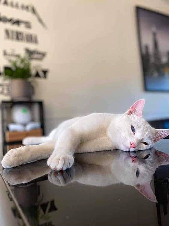 Mymy participe au concours pour gagner de l'argent avec cette photo : carnivore, cat, comfort, domestic_short_haired_cat, fawn, felidae, fur, gesture, houseplant, paper, paw, picture_frame, room, small_to_medium_sized_cats, tail, whiskers, wood