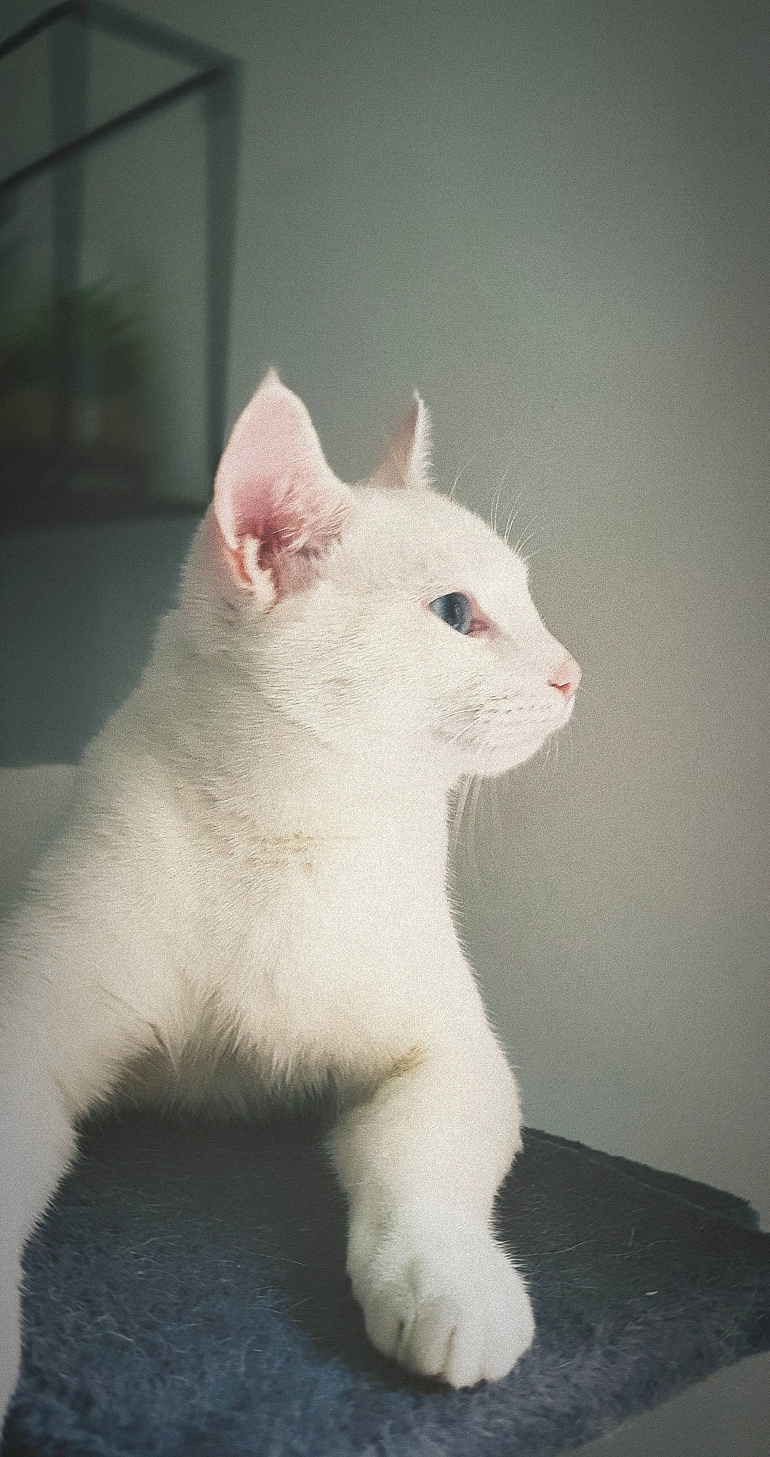 Mymy participe au concours pour gagner de l'argent avec cette photo : carnivore, cat, domestic_short_haired_cat, ear, eyelash, felidae, fur, small_to_medium_sized_cats, tail, terrestrial_animal, whiskers, window