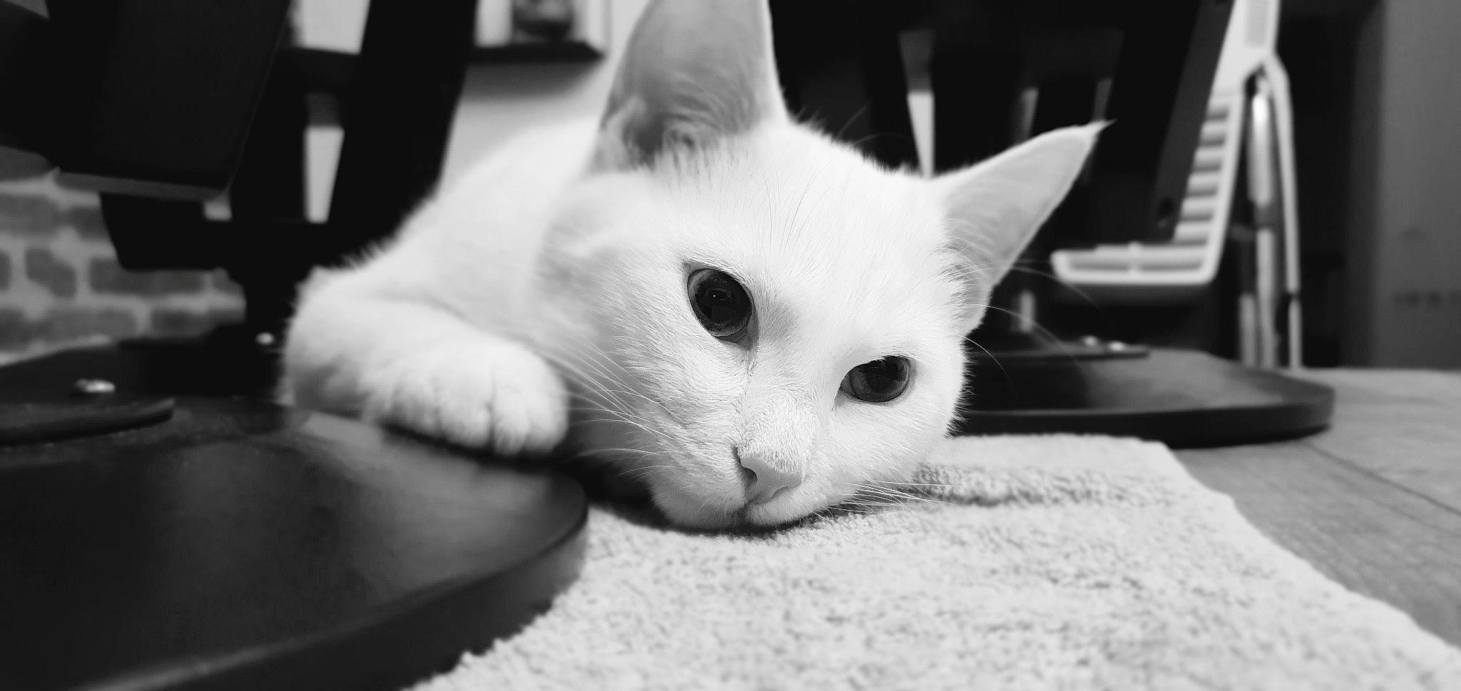 Mymy a rejoint le concours — aidez-le/la à gagner de superbes lots ! black_and_white, carnivore, cat, claw, comfort, domestic_short_haired_cat, eye, felidae, fur, head, monochrome, monochrome_photography, paw, small_to_medium_sized_cats, snout, style, whiskers