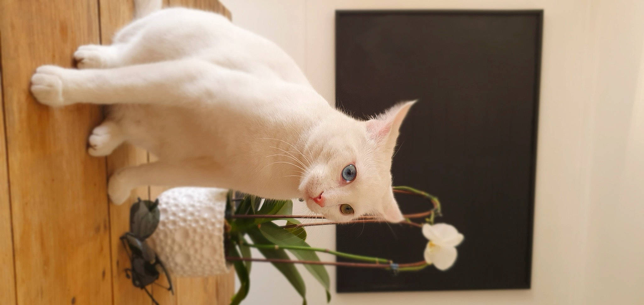 Mymy participe au concours pour gagner de l'argent avec cette photo : carnivore, cat, claw, comfort, domestic_short_haired_cat, fawn, felidae, fur, paw, plant, small_to_medium_sized_cats, snout, tail, whiskers