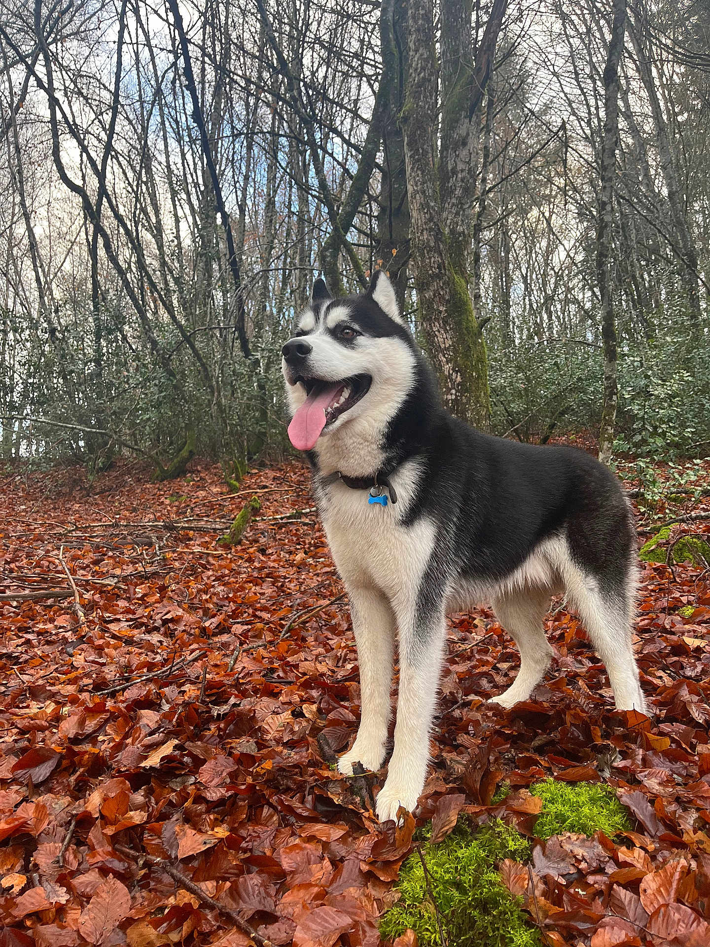 Vicking a rejoint le concours — aidez-le/la à gagner de superbes lots ! dog, husky, animal, forest, autumn, leaves, trees, outdoor, nature, pet, tongue_out, moss, canine, happy, collar, tag, walking, seasonal, fall, woodland