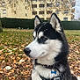 Vicking a rejoint le concours — aidez-le/la à gagner de superbes lots ! dog, siberian_husky, black_and_white, outdoor, autumn, fallen_leaves, snowflakes, harness, collar, tags, hedge, building, windows, grass, tree, pet, animal, nature, side_view, portrait
