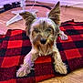 animal, background, blanket, checkered_pattern, cozy, cute, dog, ears, floor, fur, household, indoor, lying_down, pet, red_and_black, relaxed, small_dog, toy_train, train_tracks, wooden_floor