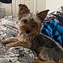 Ace Blue joined the competition — help win amazing prizes! animal_print, bed, blanket, canine, cozy, curious, cute, dog, door, ears, face, fur, furniture, home, indoor, laying_down, pet, portrait, resting, small_dog