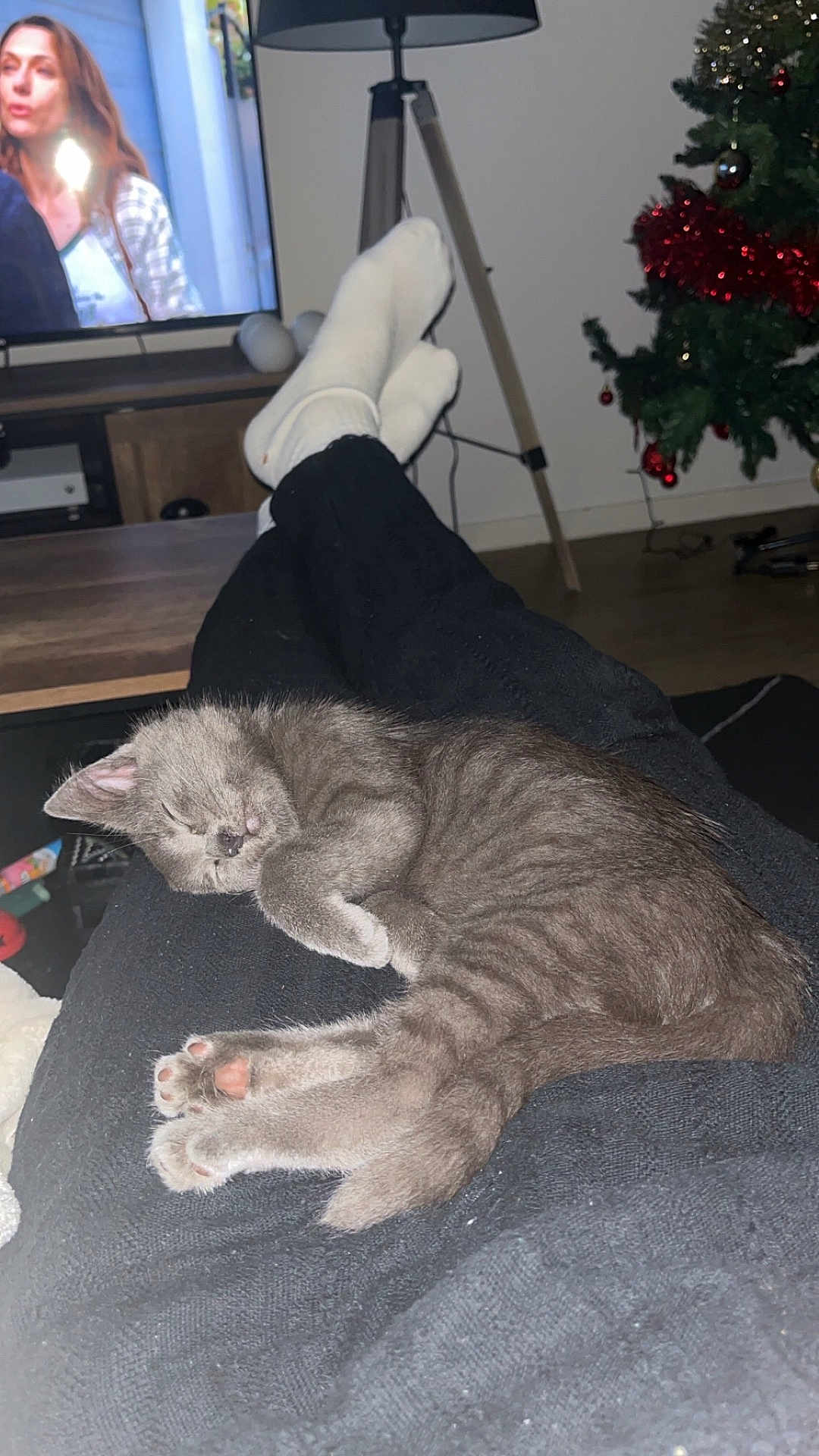 Maco a rejoint le concours — aidez-le/la à gagner de superbes lots ! kitten, sleeping, legs, socks, black_pants, living_room, television, lamp, christmas_tree, ornaments, floor, wooden_table, couch, indoor, relaxation, cozy, home_decor, furniture, pet, cute
