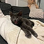 kitten, cat, gray_cat, blanket, couch, teddy_bear, pillow, indoor, pet, feline, home, cozy, resting, cute, animal, soft_texture, relaxing, domestic, fur, playful