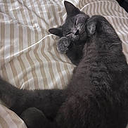 Maco participe au concours pour gagner de l'argent avec cette photo : cat, gray_cat, sleeping, bed, striped_bed_sheet, pet, feline, cozy, relaxed, indoor, fur, whiskers, cute, animal, mammal, paw, resting, domestic_cat, sleep, closeup