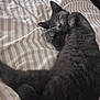 cat, gray_cat, sleeping, bed, striped_bed_sheet, pet, feline, cozy, relaxed, indoor, fur, whiskers, cute, animal, mammal, paw, resting, domestic_cat, sleep, closeup