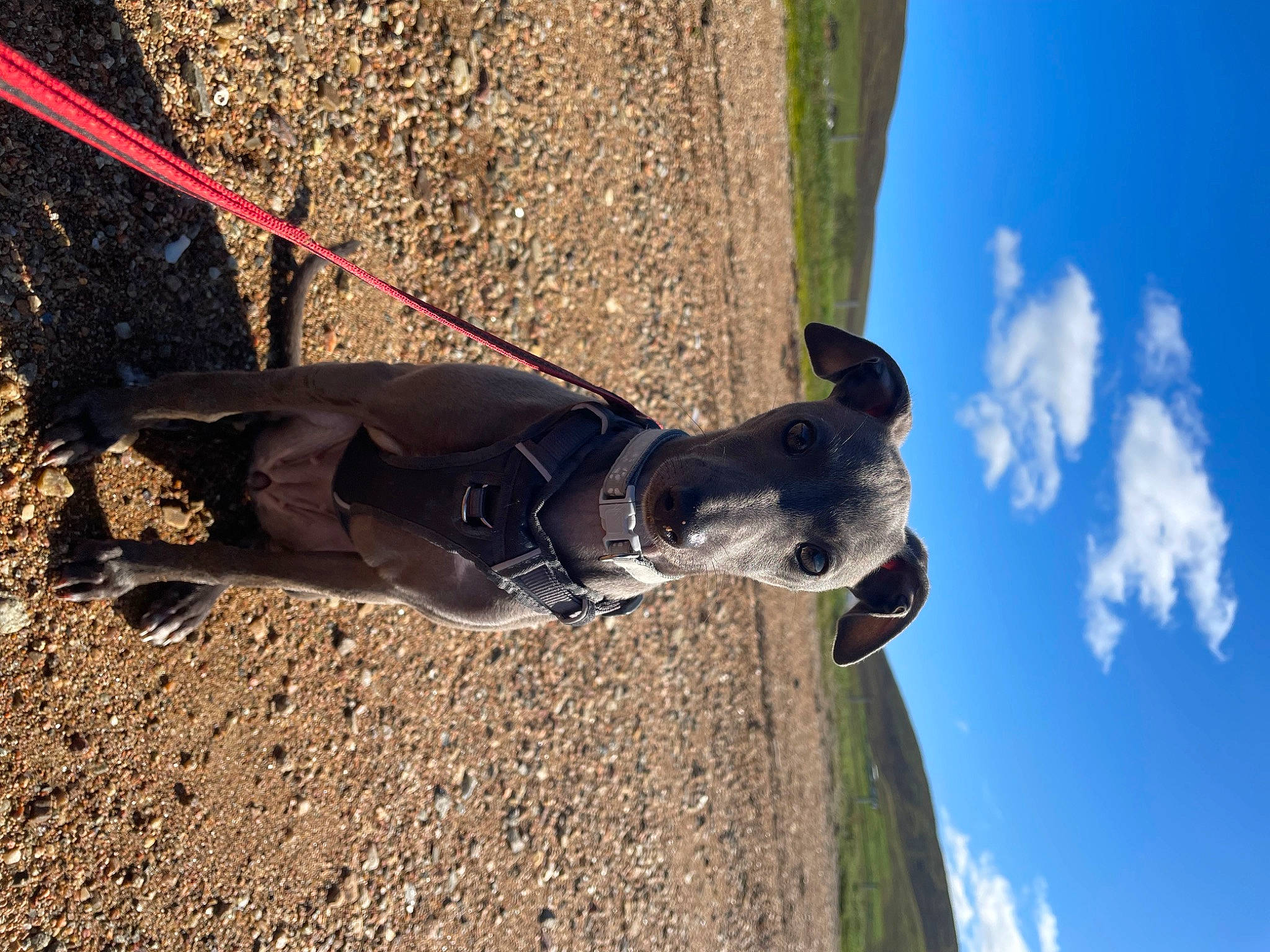 Maggi joined the competition — help win amazing prizes! adventure, canidae, carnivore, cloud, collar, companion_dog, dog, dog_breed, dog_collar, electric_blue, fawn, leash, pet_supply, shadow, sky, snout, soil, sporting_group, street_light, working_animal