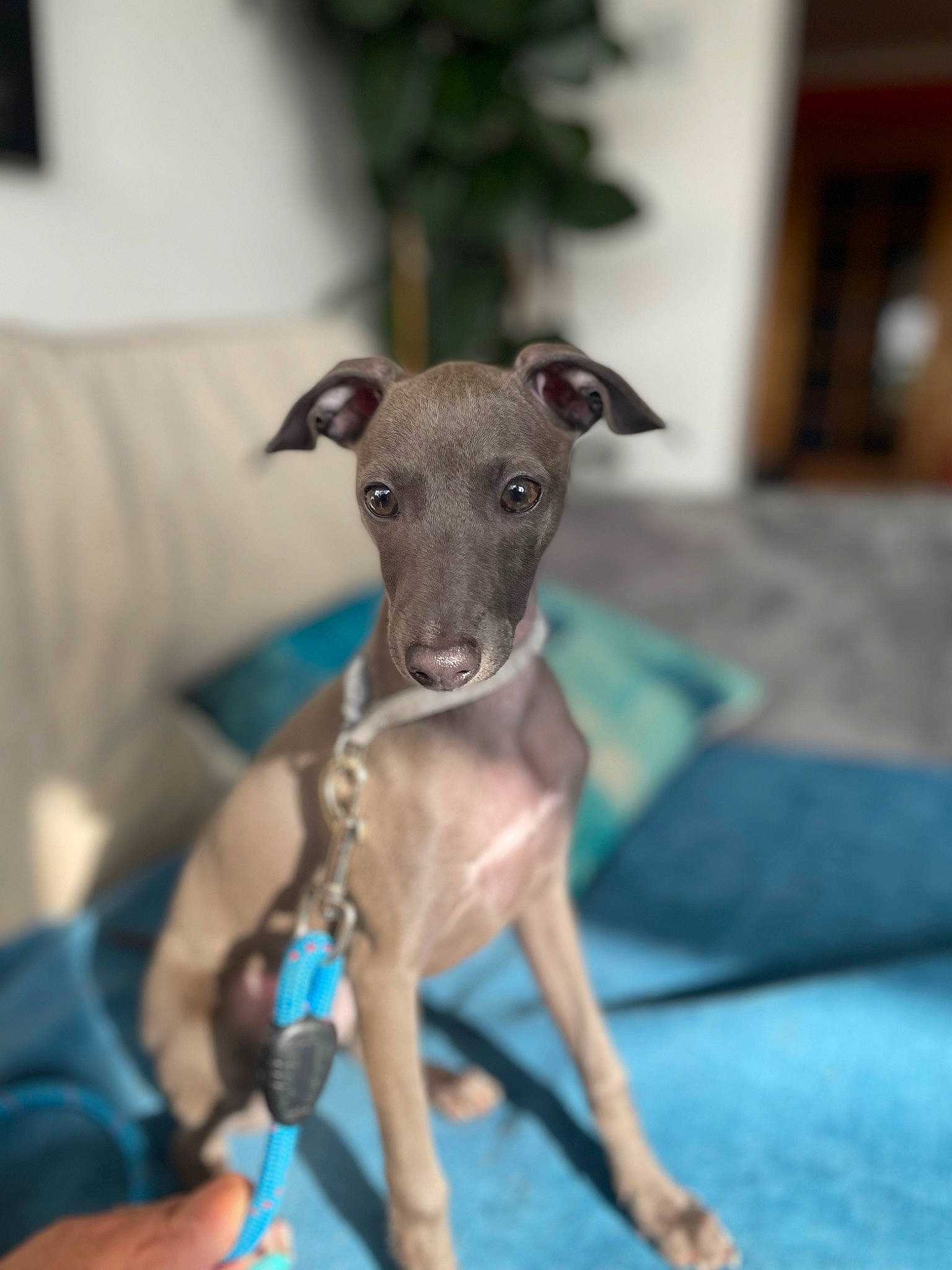 Maggi is registered to the contest to win money with this photo: canidae, carnivore, companion_dog, dog, dog_breed, dog_supply, electric_blue, fawn, magyar_agar, non_sporting_group, pet_supply, rampur_greyhound, sighthound, snout, sporting_group, terrestrial_animal, working_animal