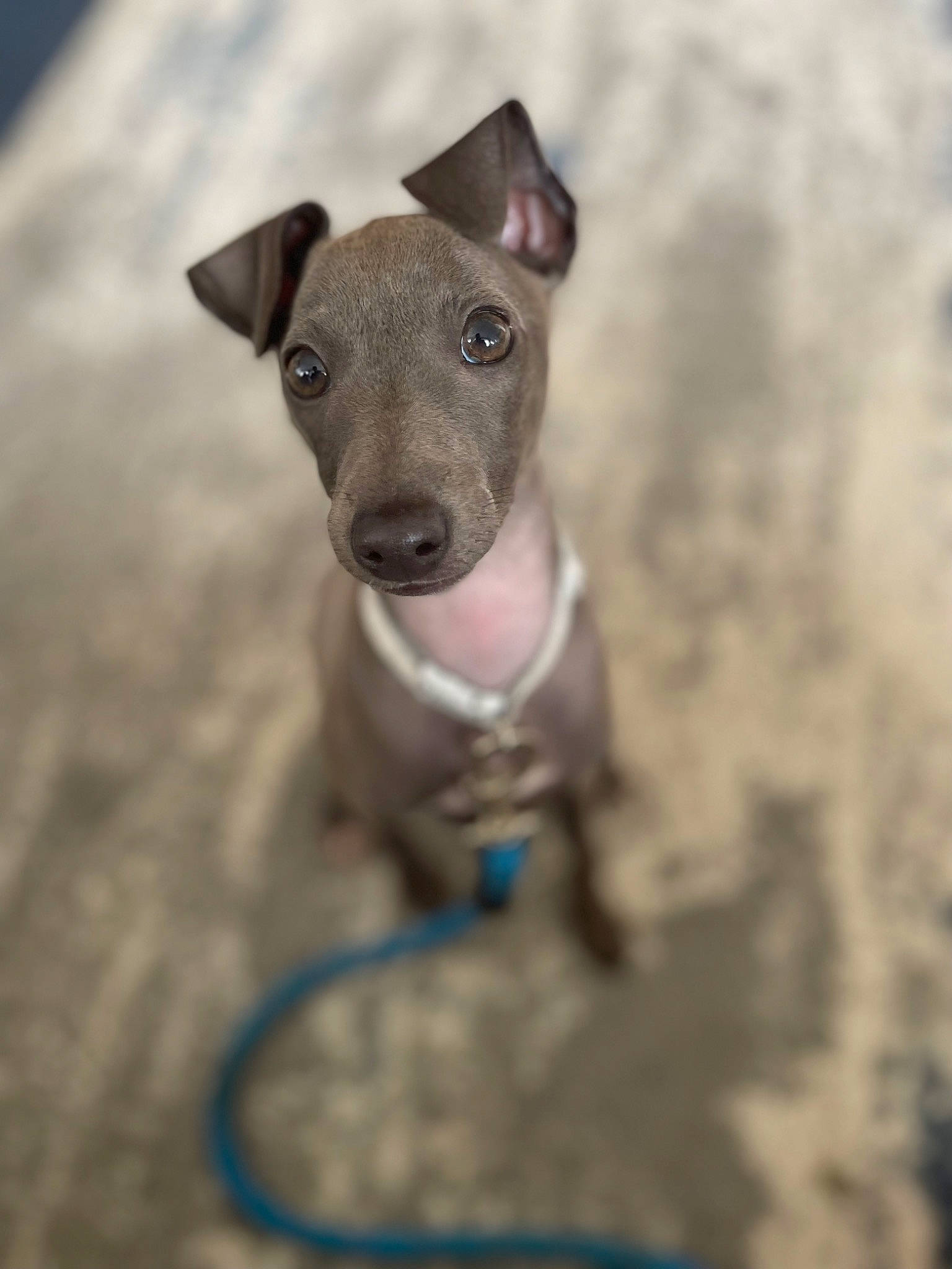 Maggi joined the competition — help win amazing prizes! canidae, carnivore, collar, companion_dog, dog, dog_breed, dog_supply, fawn, grey, magyar_agar, pet_supply, rampur_greyhound, sighthound, snout, sporting_group, tail, terrestrial_animal, toy_dog, whiskers, working_animal