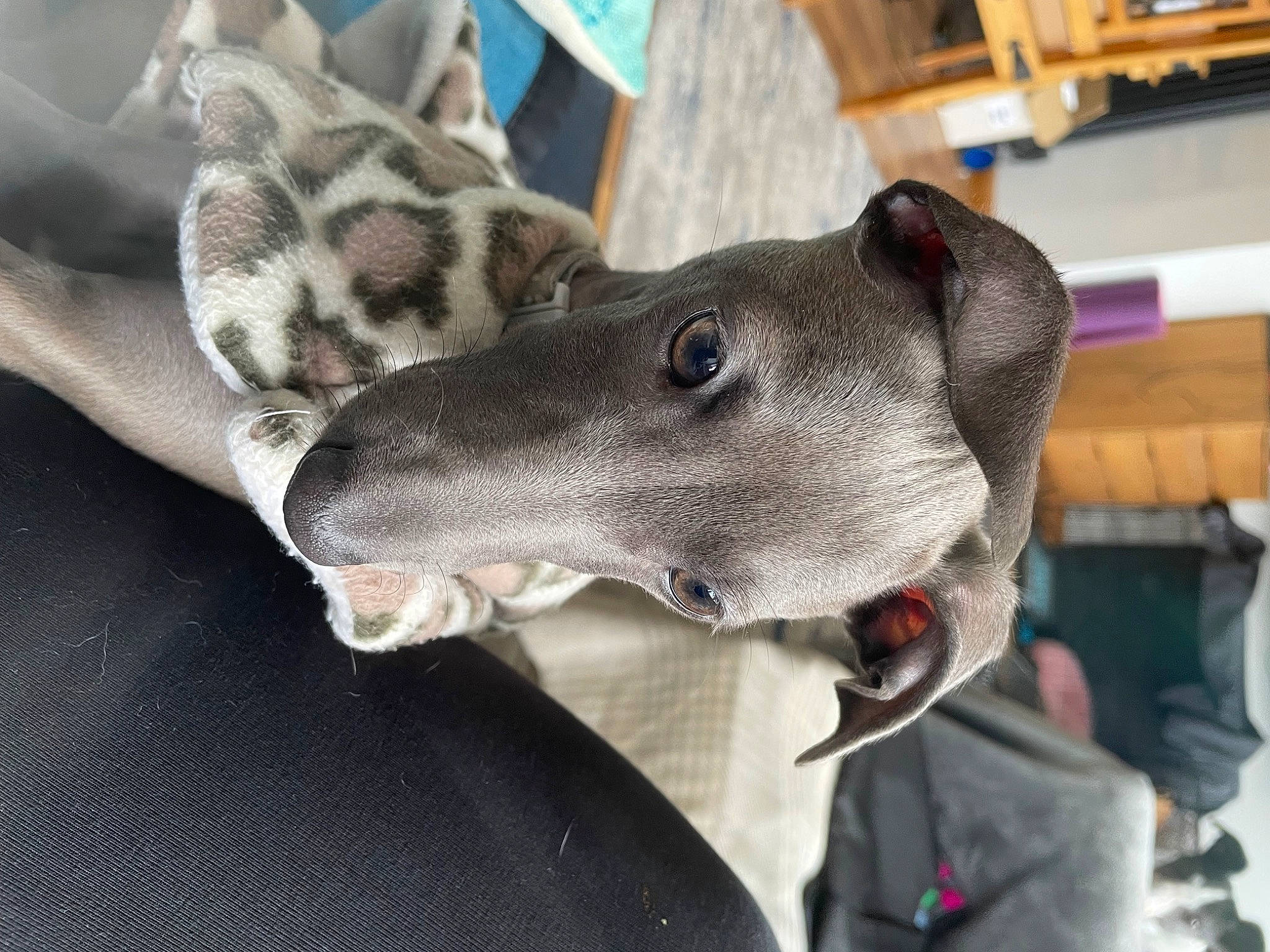 Maggi joined the competition — help win amazing prizes! canidae, carnivore, collar, companion_dog, dog, dog_breed, dog_collar, ear, fashion_accessory, fawn, fur, jaw, metal, military_camouflage, sighthound, snout, sporting_group, whiskers, wood, working_animal