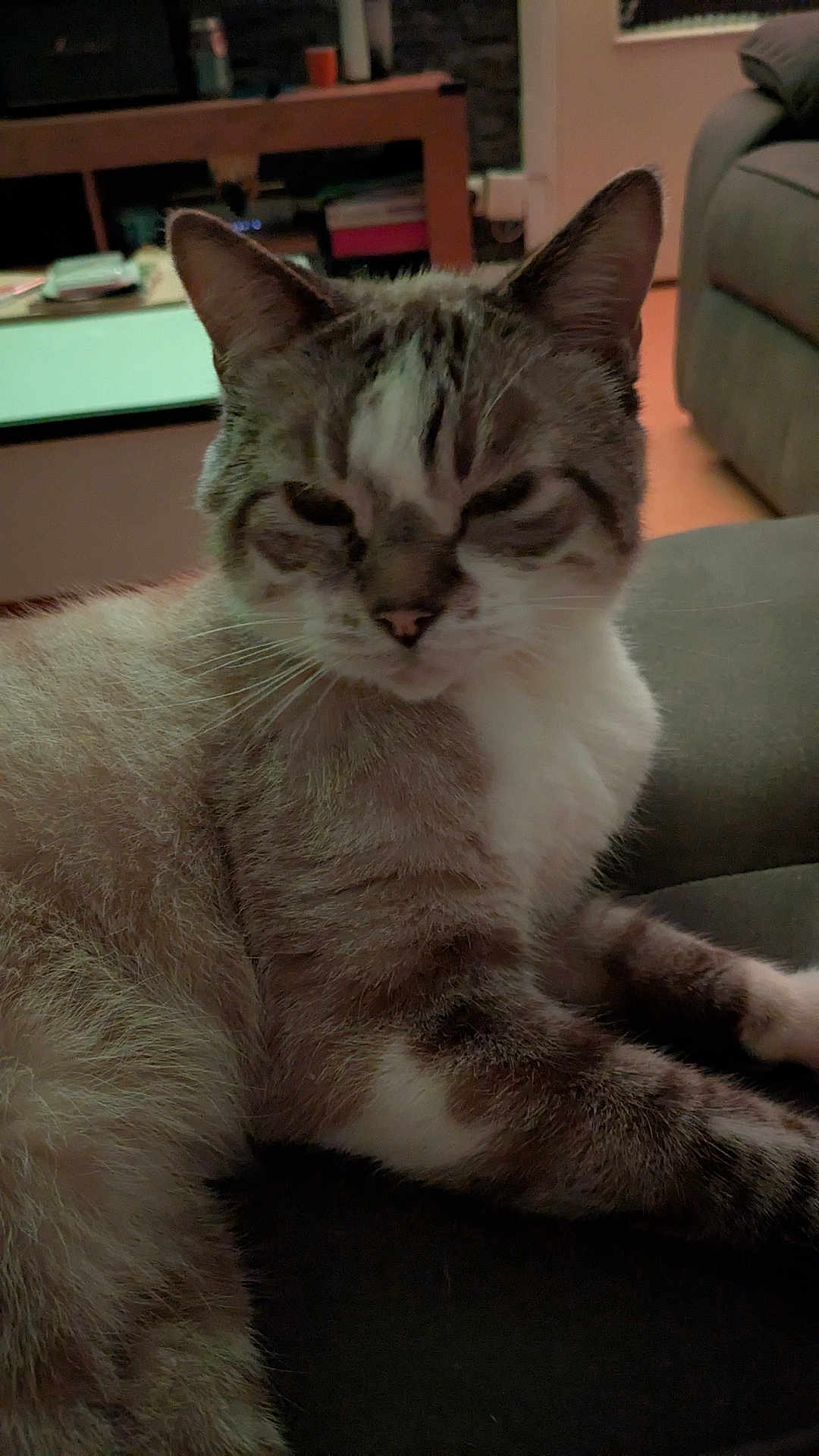 Homer
