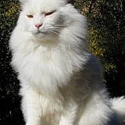 Merlin is registered to the contest to win money with this photo: cat, white_cat, fluffy, outdoor, wooden_surface, animal, pet, feline, nature, greenery, sunlight, sitting, fur, closeup, daytime, ears, whiskers, nose, tail, relaxed