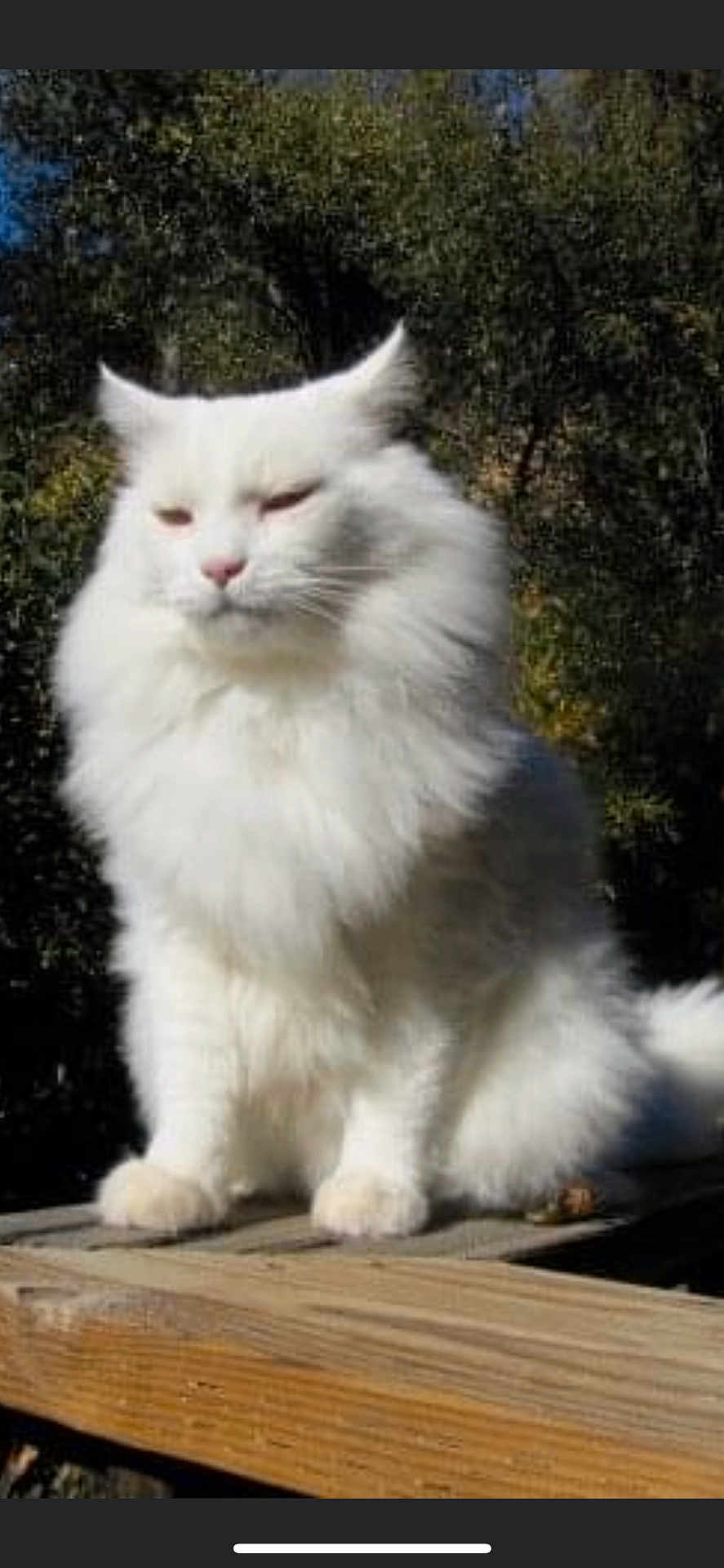 Merlin is registered to the contest to win money with this photo: cat, white_cat, fluffy, outdoor, wooden_surface, animal, pet, feline, nature, greenery, sunlight, sitting, fur, closeup, daytime, ears, whiskers, nose, tail, relaxed