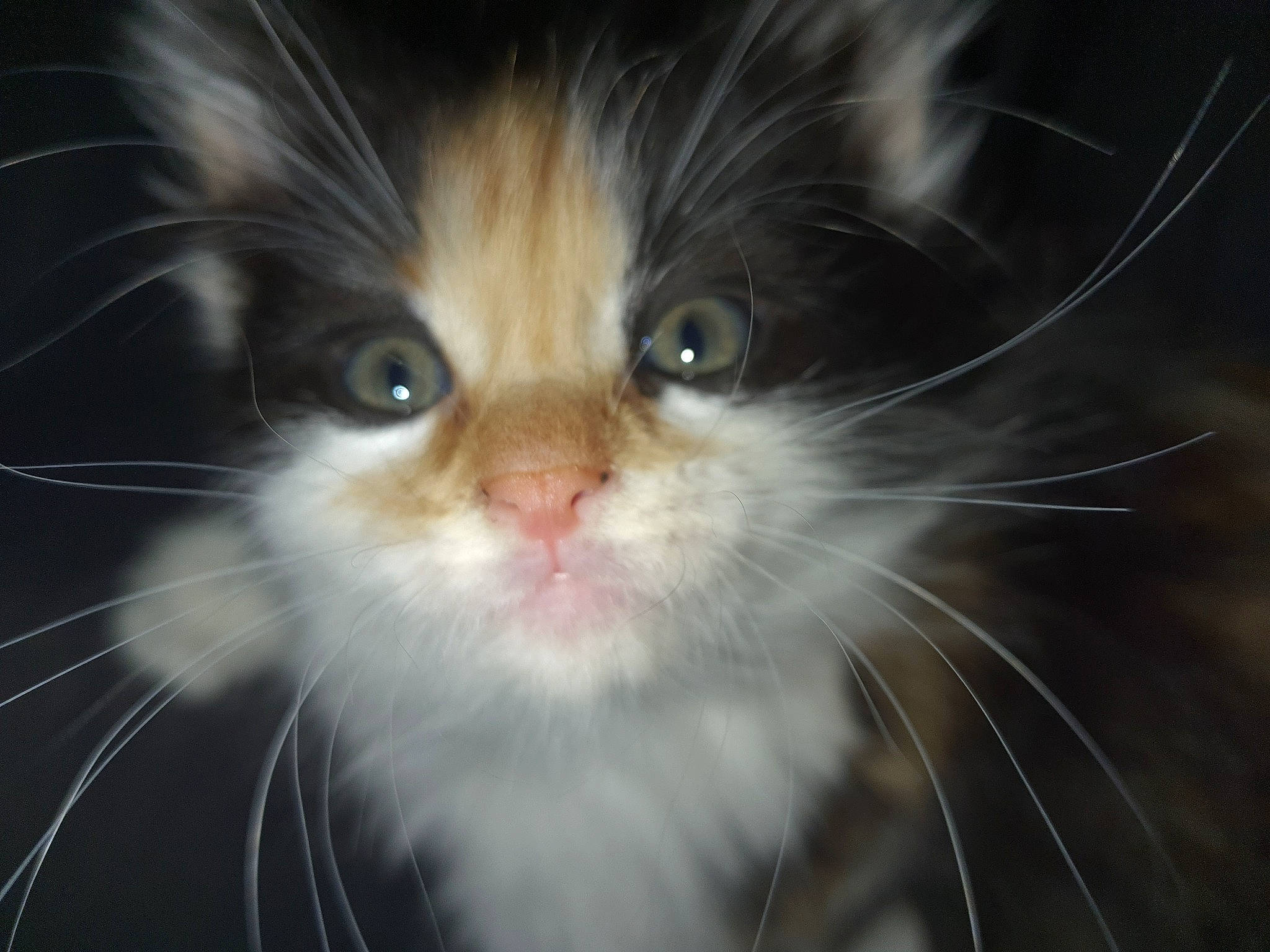 Calypso a rejoint le concours — aidez-le/la à gagner de superbes lots ! carnivore, cat, close_up, domestic_short_haired_cat, eye, felidae, fur, iris, macro_photography, small_to_medium_sized_cats, snout, terrestrial_animal, whiskers