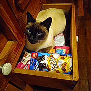Petit Chat participe au concours pour gagner de l'argent avec cette photo : balinese, basket, box, carnivore, cat, cat_supply, domestic_short_haired_cat, fawn, felidae, flooring, fur, hardwood, packaging_and_labeling, pet_supply, siamese, small_to_medium_sized_cats, snout, thai, whiskers, wood