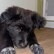 Ulhanna participe au concours pour gagner de l'argent avec cette photo : puppy, dog, black_fur, white_paws, floor, wooden_floor, indoor, pet, young_dog, closeup, animal, resting, cute, fur, paw, canine, looking_down, domestic_animal, small_dog, flooring