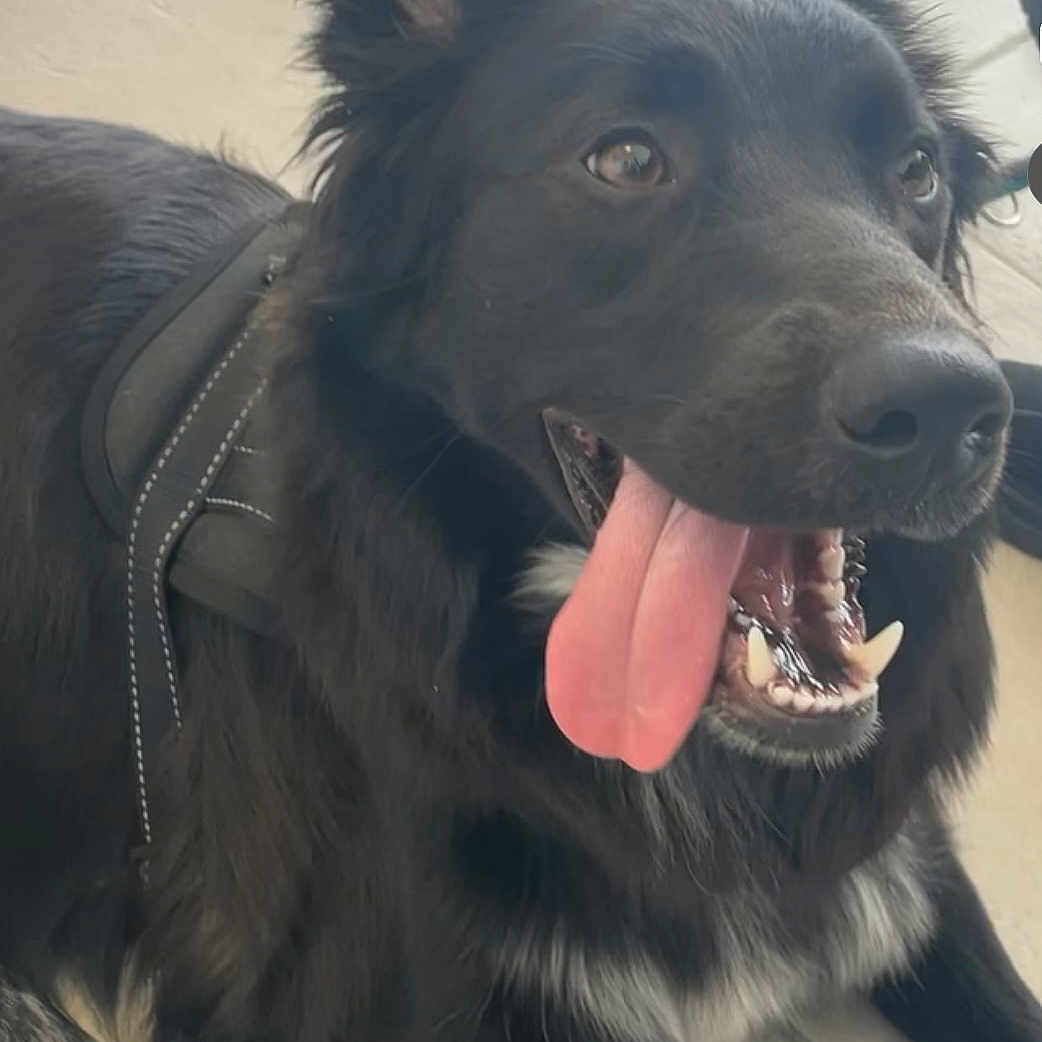 Ulhanna participe au concours pour gagner de l'argent avec cette photo : alert, animal, black_dog, canine, closeup, companion, dog, ears, floor, friendly, fur, happy, harness, indoor, lying_down, mouth_open, pet, teeth, tile, tongue_out