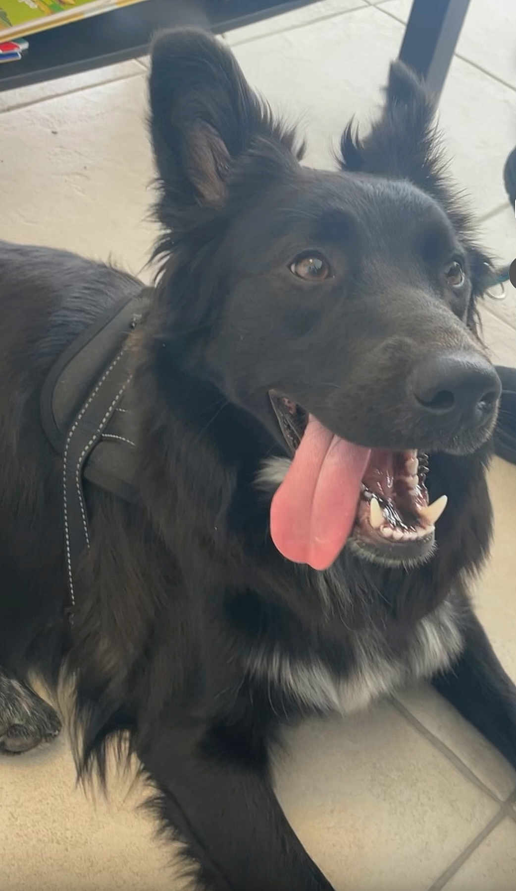 Ulhanna participe au concours pour gagner de l'argent avec cette photo : dog, black_dog, tongue_out, happy, pet, animal, canine, ears, fur, floor, tile, harness, mouth_open, teeth, indoor, closeup, lying_down, friendly, alert, companion