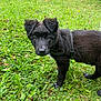 Ulhanna a rejoint le concours — aidez-le/la à gagner de superbes lots ! puppy, dog, black_fur, grass, outdoor, pet, animal, canine, young_dog, greenery, nature, curious, ears, fur, leash, garden, yellow_flowers, grass_field, daylight, close_up