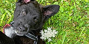 Ulhanna participe au concours pour gagner de l'argent avec cette photo : puppy, dog, black_fur, grass, outdoor, flower, harness, pet, cute, ears, nature, close_up, animal, playful, young_dog, greenery, leaf, summer, lying_down, curious