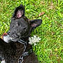 animal, black_fur, close_up, curious, cute, dog, ears, flower, grass, greenery, harness, leaf, lying_down, nature, outdoor, pet, playful, puppy, summer, young_dog