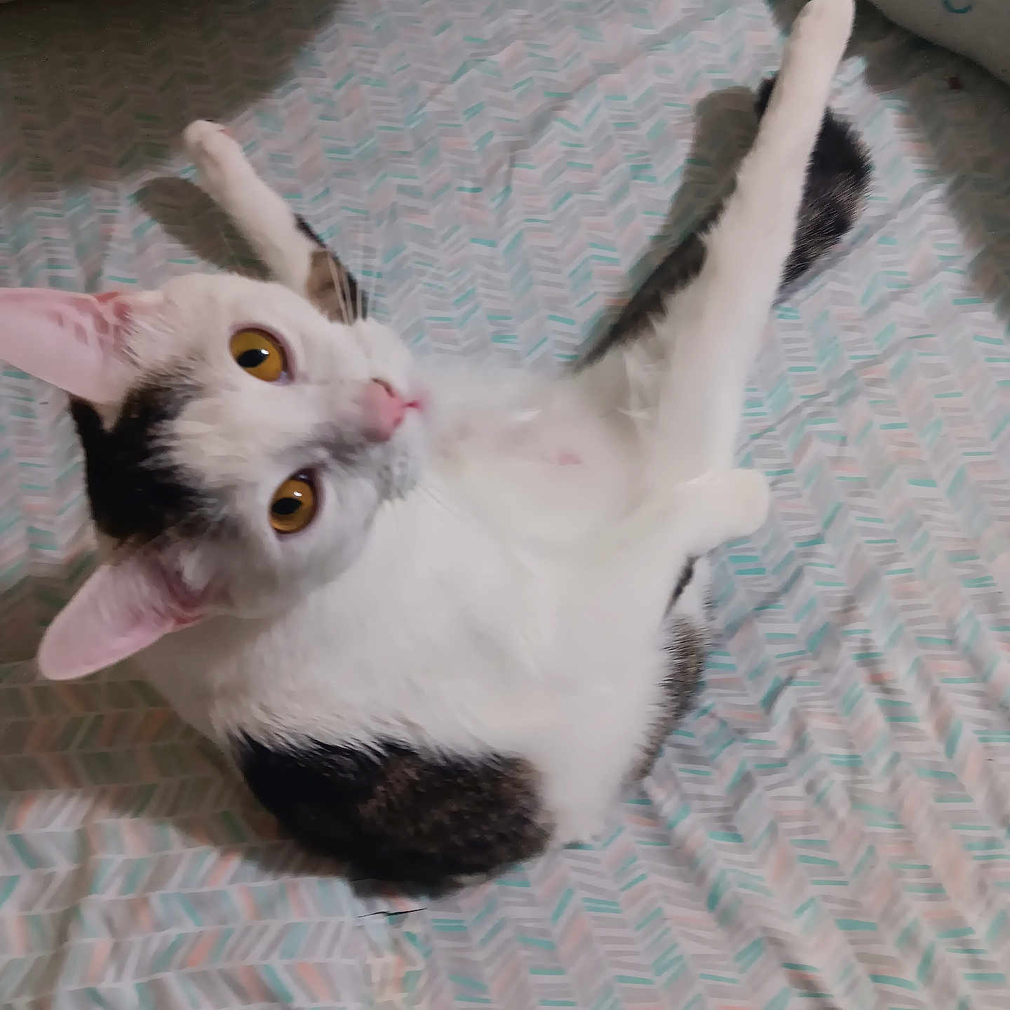Shannon Hogan is registered to the contest to win money with this photo: bed, cat, closeup, cozy, domestic_animal, ears, feline, golden_eyes, indoor, looking_up, lying_down, nose, patterned_sheet, paws, pet, portrait, sheet, tabby_patches, whiskers, white_fur