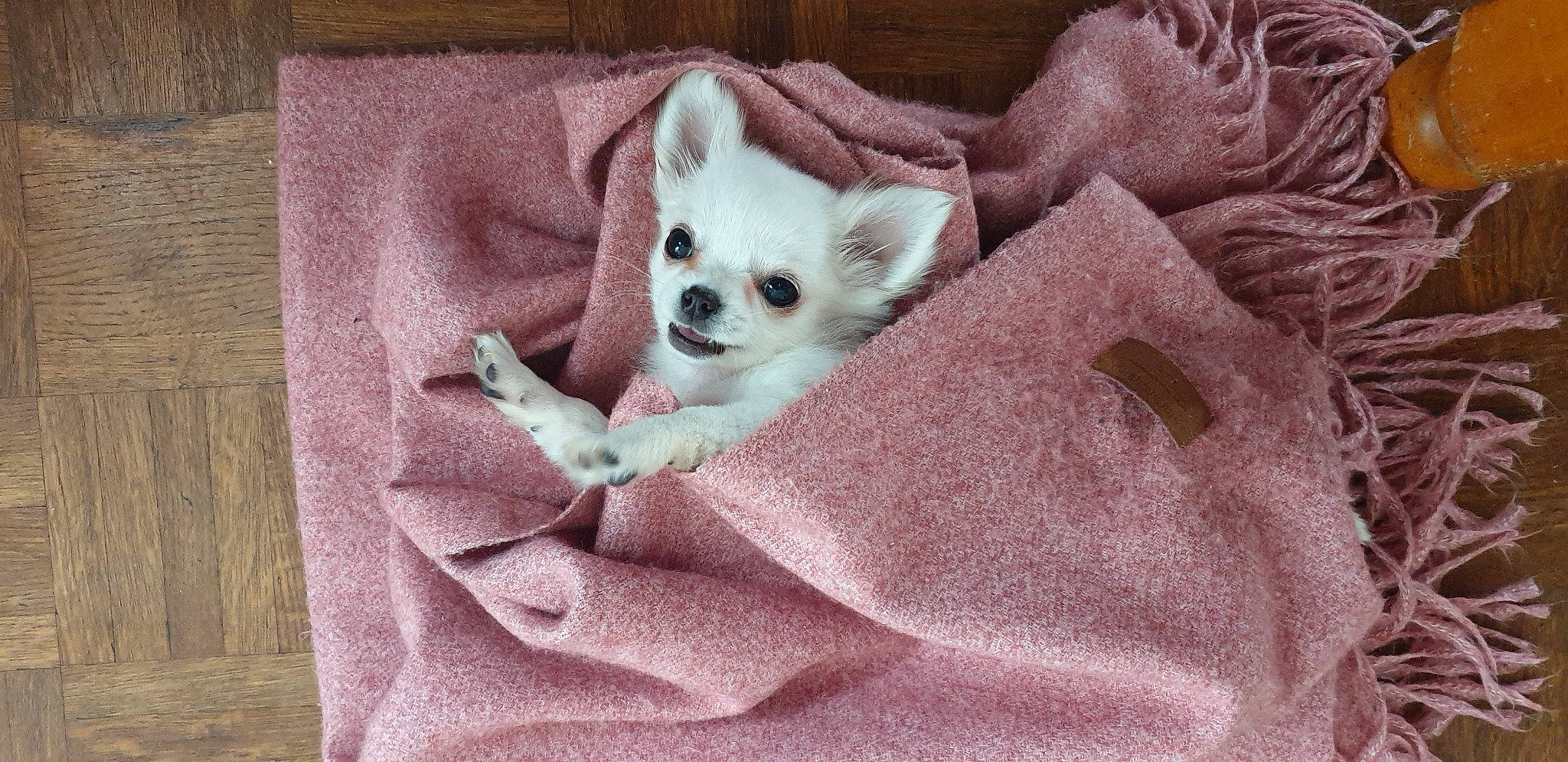 Rocky participe au concours pour gagner de l'argent avec cette photo : bed, canidae, carnivore, comfort, companion_dog, couch, dog, dog_breed, dog_supply, fawn, fur, grey, linens, musical_instrument, pattern, paw, tail, toy_dog, whiskers, woven_fabric