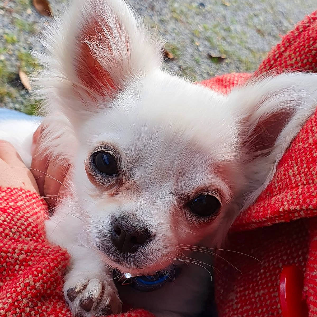 Rocky participe au concours pour gagner de l'argent avec cette photo : canidae, carnivore, chihuahua, companion_dog, corgi_chihuahua, dog, dog_breed, dog_supply, ear, eye, fawn, fur, plant, puppy, snout, sporting_group, terrestrial_animal, toy_dog, whiskers, working_animal