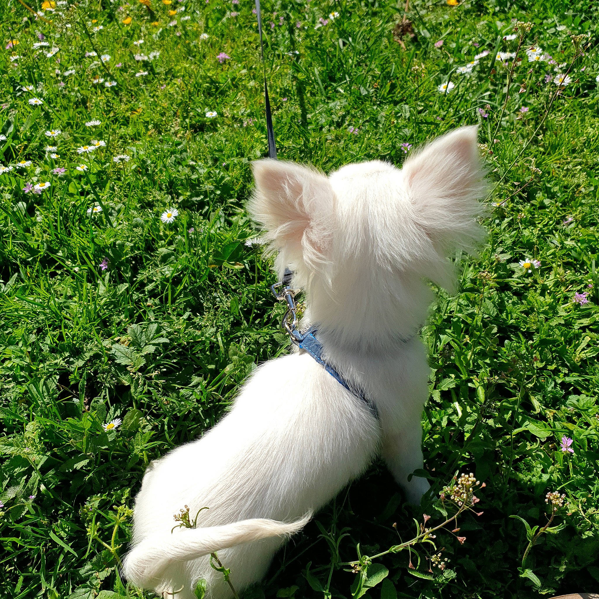 Rocky participe au concours pour gagner de l'argent avec cette photo : canidae, carnivore, companion_dog, dog, dog_breed, fawn, felidae, fur, grass, grassland, groundcover, meadow, pasture, plant, snout, sporting_group, sulphur_crested_cockatoo, tail, terrestrial_animal, whiskers