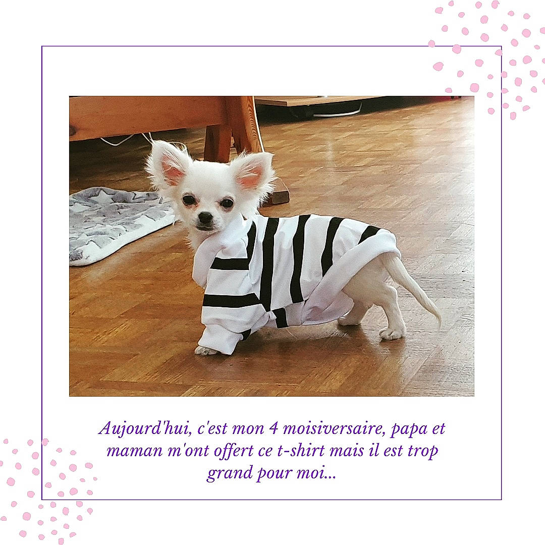 Rocky participe au concours pour gagner de l'argent avec cette photo : canidae, carnivore, companion_dog, dog, dog_breed, dog_supply, fashion_accessory, fawn, font, non_sporting_group, pattern, pet_supply, photo_caption, rectangle, sleeve, snout, sporting_group, tail, working_animal