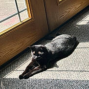 Raven is registered to the contest to win money with this photo: black_cat, cat, stretching, sunlight, carpet, door, glass_panes, wooden_door, indoor, shadow, pet, feline, relaxing, sunbeam, animal, home, cozy, resting, domestic_cat, window