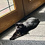 black_cat, cat, stretching, sunlight, carpet, door, glass_panes, wooden_door, indoor, shadow, pet, feline, relaxing, sunbeam, animal, home, cozy, resting, domestic_cat, window